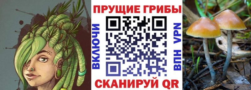 Галлюциногенные грибы Cubensis наркошоп Гулькевичи